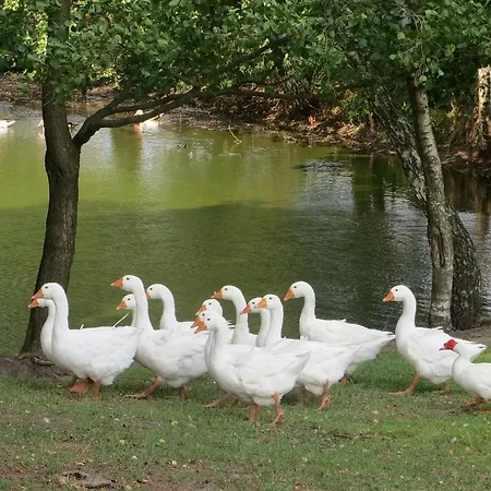 Gospodarstwo Wiejskie U Zbyszka Debogory