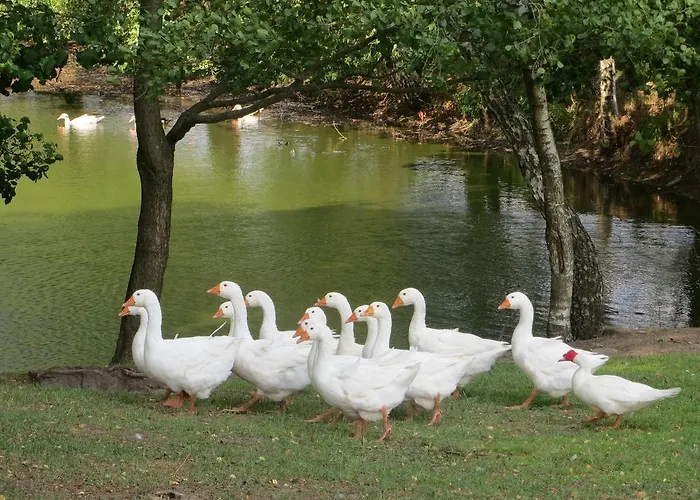 Gospodarstwo Wiejskie U Zbyszka Debogory